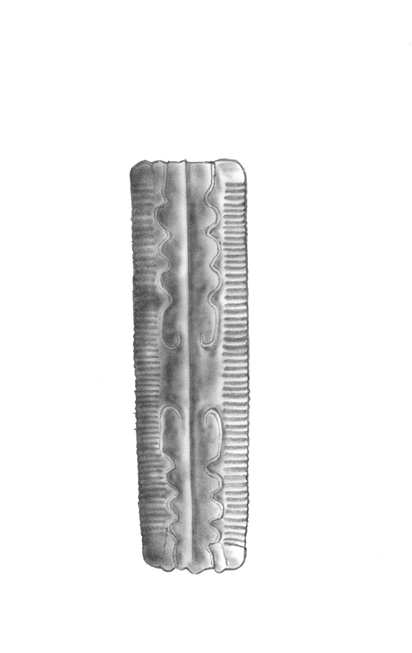 Dictyocha speculum